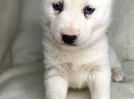 Bembeyaz Mavi Göz Husky Bebekler görsel