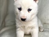 Bembeyaz Mavi Göz Husky Bebekler
