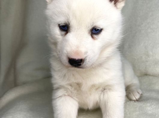 Bembeyaz Mavi Göz Husky Bebekler görsel