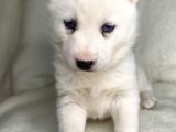 Bembeyaz Mavi Göz Husky Bebekler