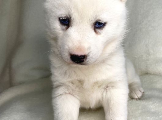 Bembeyaz Mavi Göz Husky Bebekler görsel