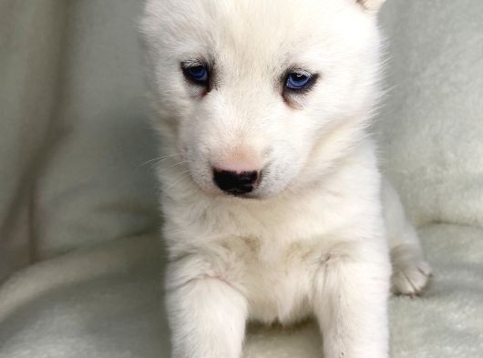 Bembeyaz Mavi Göz Husky Bebekler