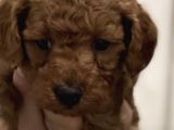 Poodle Bebekler