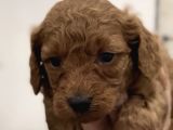 Poodle Bebekler
