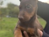 King Doberman Yavrular Kızıl-Siyah