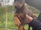 King Doberman Yavrular Kızıl-Siyah