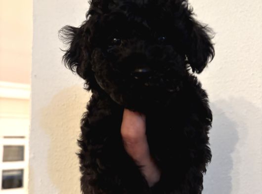 Çok Özel Si̇yah Toy Poodle Yavrularimiz