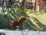 Teddy Erkek 11 Aylık Kore Kan Lekesizdir