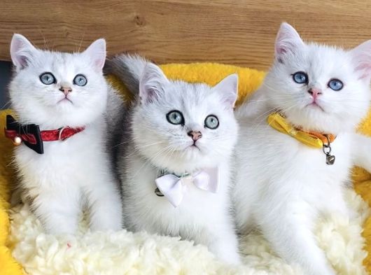 Üst Düzey Silver Ns1133 British Shorthair Yavrularım görsel