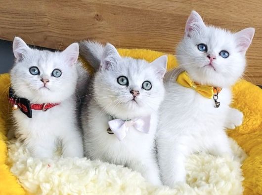 Üst Düzey Silver Ns1133 British Shorthair Yavrularım görsel