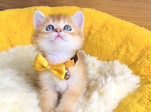 Üst Düzey Golden Ny12 Brıtısh Shorthair görsel