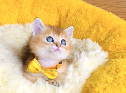 Üst Düzey Golden Ny12 Brıtısh Shorthair görsel