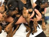 Efsane Muhteşem King Doberman Yavrularımız