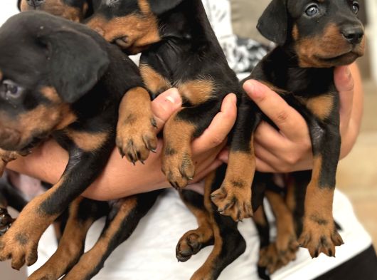 Efsane Muhteşem King Doberman Yavrularımız görsel