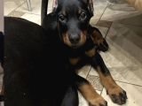 En Iri Dobermanlar