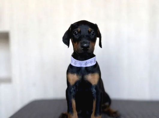 King Doberman