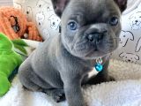 Blue Ve Lilactan Bebekler