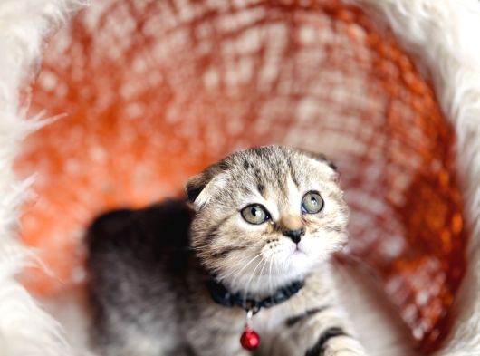Scottish Fold Black Golden Tabby görsel
