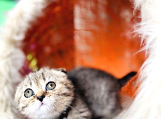 Scottish Fold Black Golden Tabby görsel