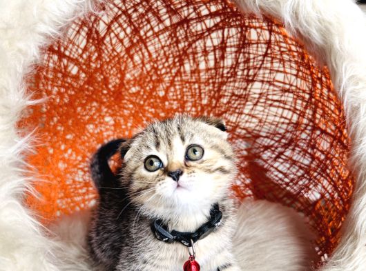 Scottish Fold Black Golden Tabby görsel