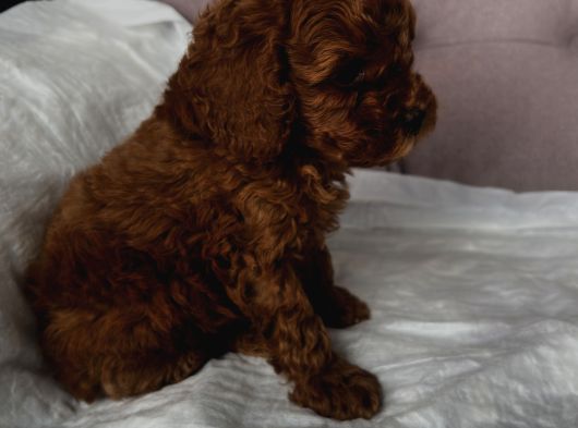 Red Toy Poodle 2 Aylık Erkek görsel