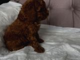 Red Toy Poodle 2 Aylık Erkek