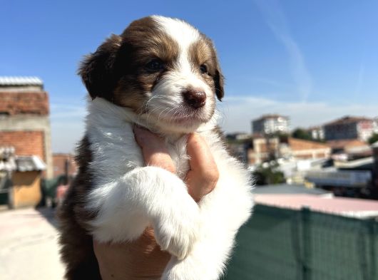 35 Günlük Border Collie Yavru görsel