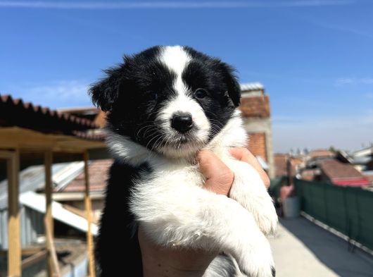 35 Günlük Border Collie Yavru