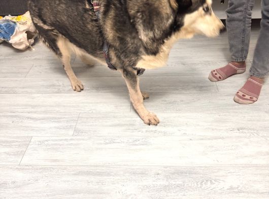 Aşili Karneli̇ Çok Akili Hayvanlar 2 Adet Erkek Ve Dişi görsel