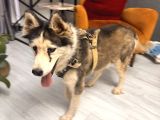 Erkek Ve Di̇şi̇ Olmak Üzere 2 Adet Husky