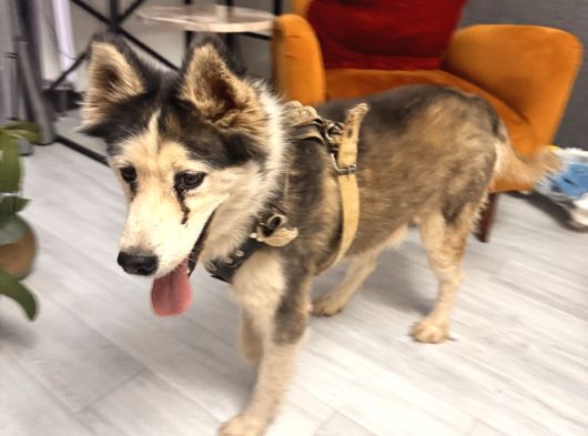 Erkek Ve Di̇şi̇ Olmak Üzere 2 Adet Husky görsel