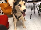 Erkek Ve Di̇şi̇ Olmak Üzere 2 Adet Husky