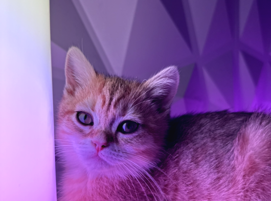 2 Yaşında Iki British Shorthair Bebeğimize Yuva Arıyoruz Ücretsizdir görsel