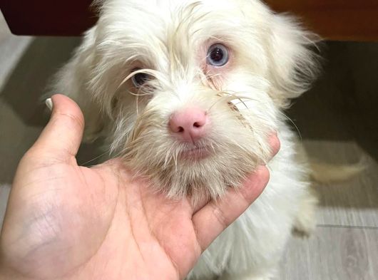 2 Aylık Maltipoo Yavru Mavi Gözlü Pembe Burunlu