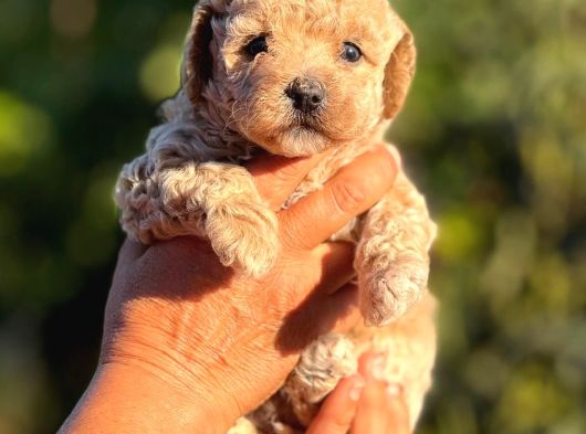 Teacup F1 Malti̇poo Bebekler görsel