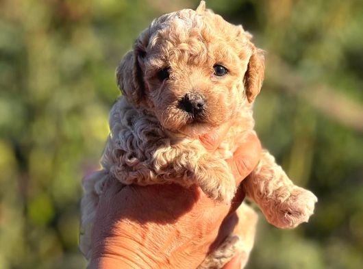 Teacup F1 Malti̇poo Bebekler