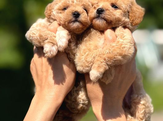 Teacup F1 Malti̇poo Bebekler görsel