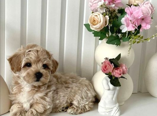 Ufacik Malti̇poo Yavrular