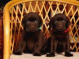 Labrador Yavrularımız