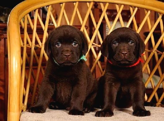 Labrador Yavrularımız görsel