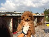 Dev poodle yavruları