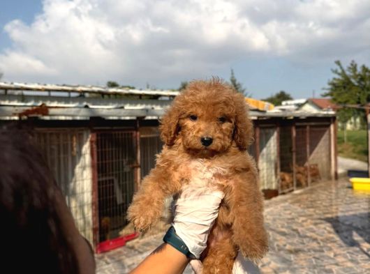 Dev Poodle Yavruları