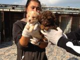 Dev Poodle Yavruları