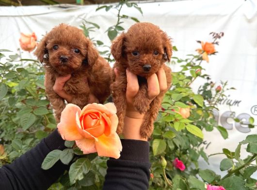 Kore Poodle Yavrularımız görsel
