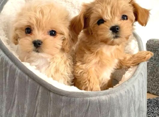 Ufacik Malti̇poo Yavrular görsel