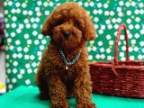 Orji̇nal Poodle Çocuklar