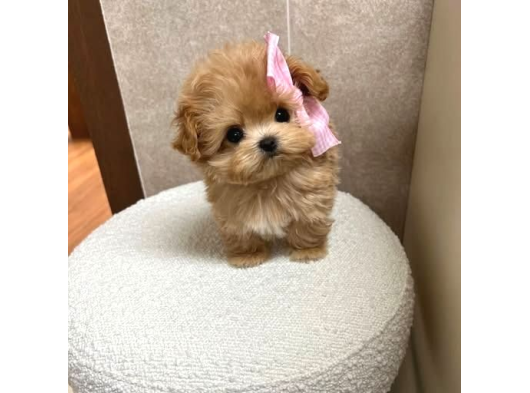 Kivir Kivir Tüy Dökmeyen Maltipoo Yavrular