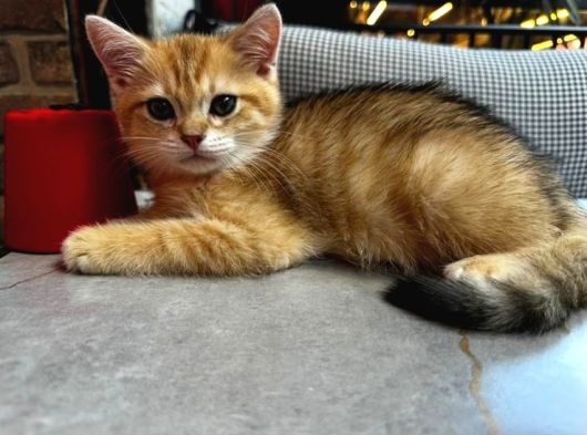 2 Yaşında Iki British Shorthair Bebeğimize Yuva Arıyoruz Ücretsizdir görsel