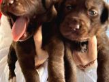 Labrador Yavrularımız