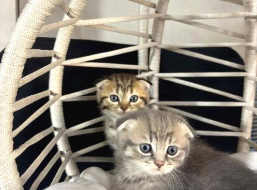 Scottish Fold  Bluepoint Yavrularimiz görsel